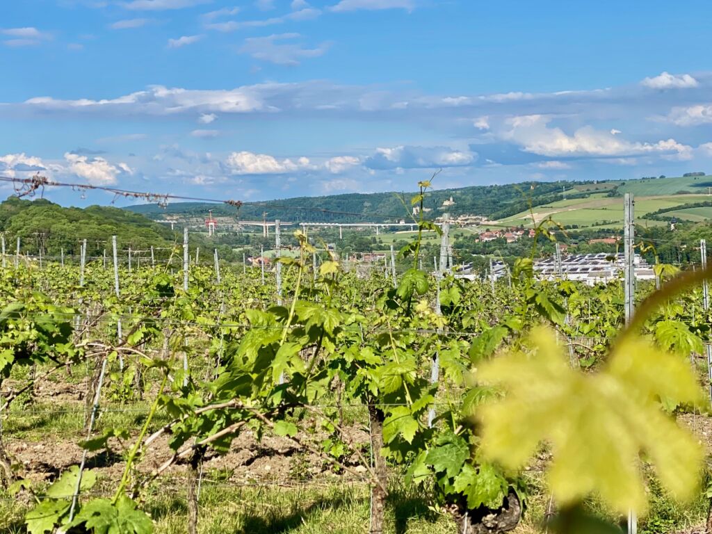 Blick über die Weinberge in das Saaletal mit Burg Saaleck und Rudelsburg